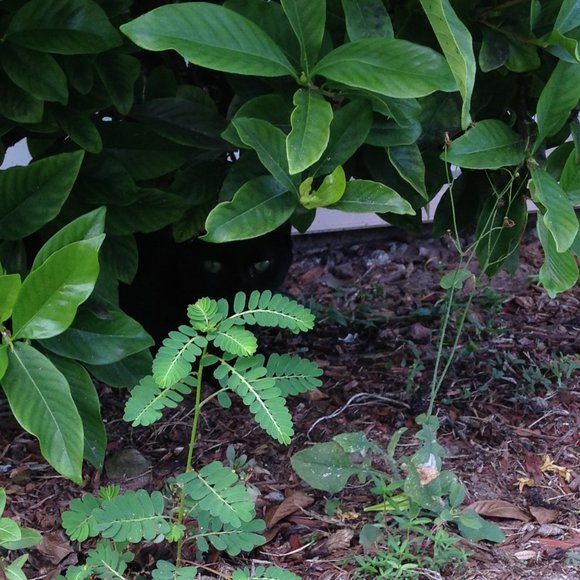 Meet your Posher, Lovelynn! - Picture 7 of 7